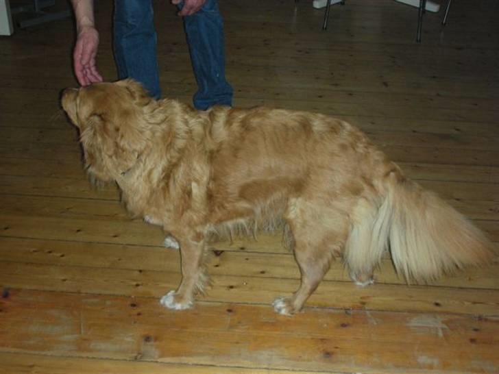 Nova scotia duck tolling retriever Indie billede 11