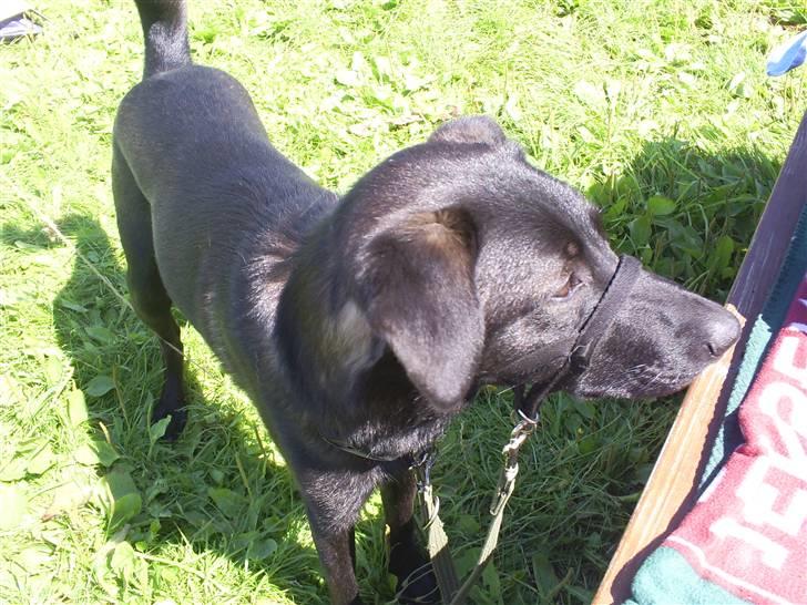 Blanding af racer Pawi R.I.P billede 13