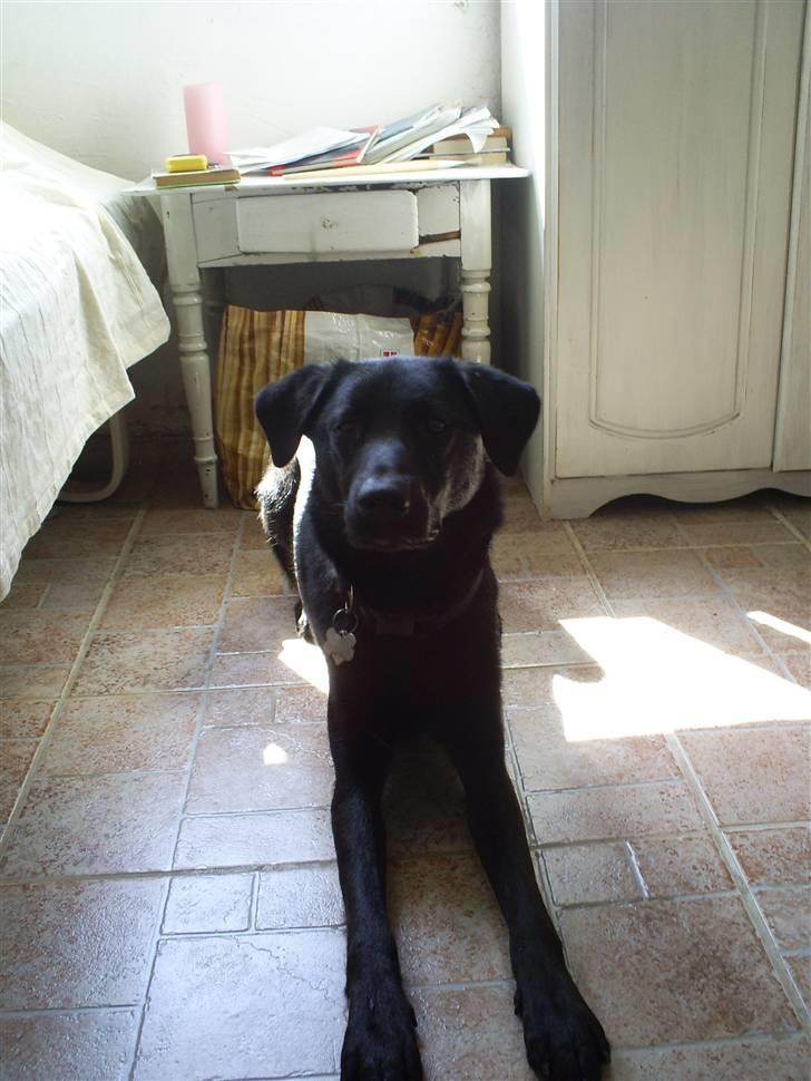 Blanding af racer Pawi R.I.P billede 14