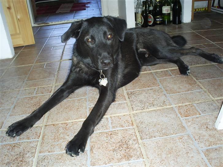 Blanding af racer Pawi R.I.P billede 15