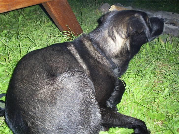 Blanding af racer Pawi R.I.P billede 16