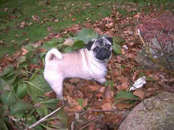 Mops Creamy - Creamy var lige ved at undersøge noget meget spændende billede 2