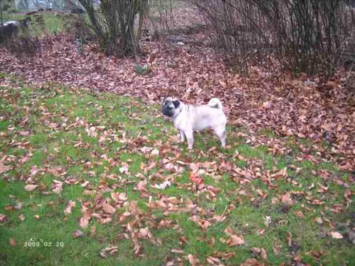 Mops Creamy billede 3