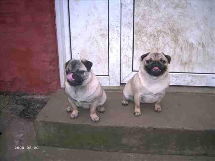 Mops Creamy - Hvis vi absolut skal, kan vi godt sidde stille.....men kun fordi vi ved vi kommer ind bagefter. billede 5