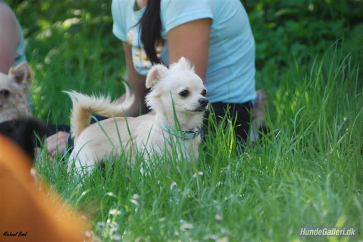 Chihuahua Mojo billede 17