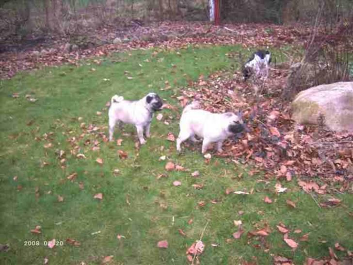 Mops Creamy billede 6