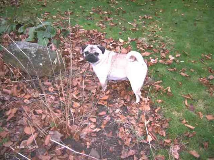 Mops Wictoria billede 6