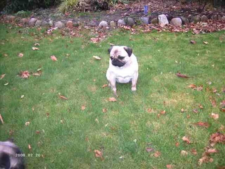 Mops Wictoria billede 7