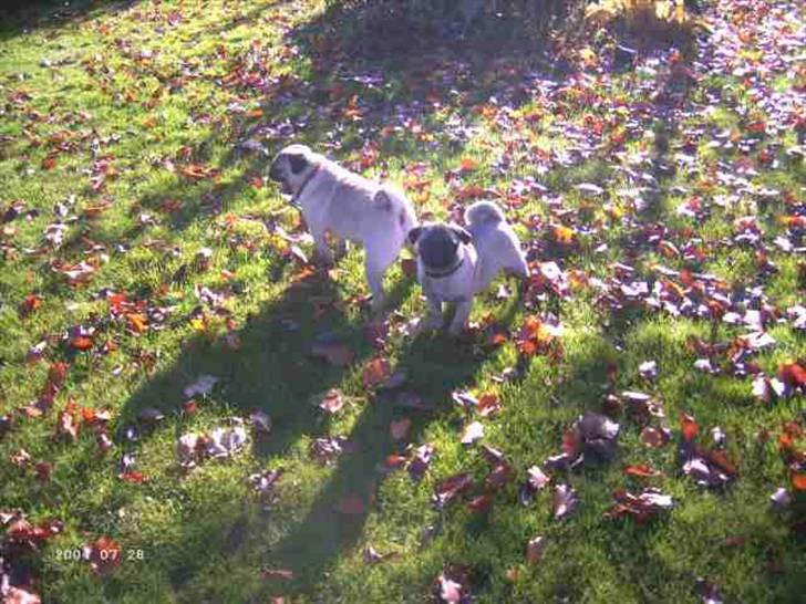 Mops Wictoria billede 8