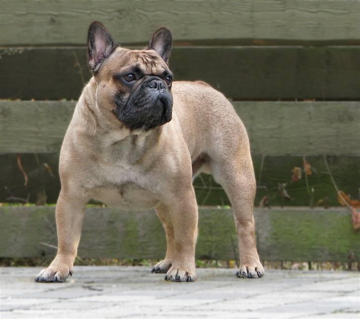 Fransk bulldog - DEGA - - French bulldog for ever! billede 1