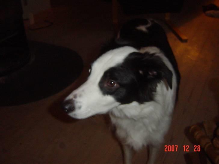 Border collie chigo billede 2