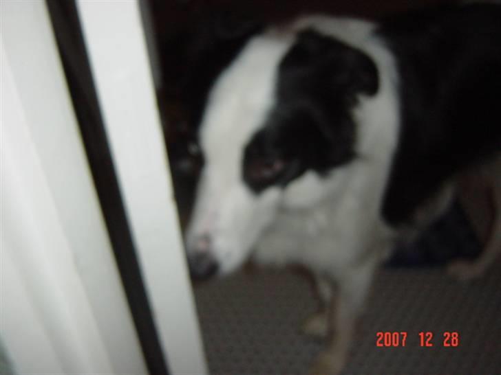 Border collie chigo billede 3