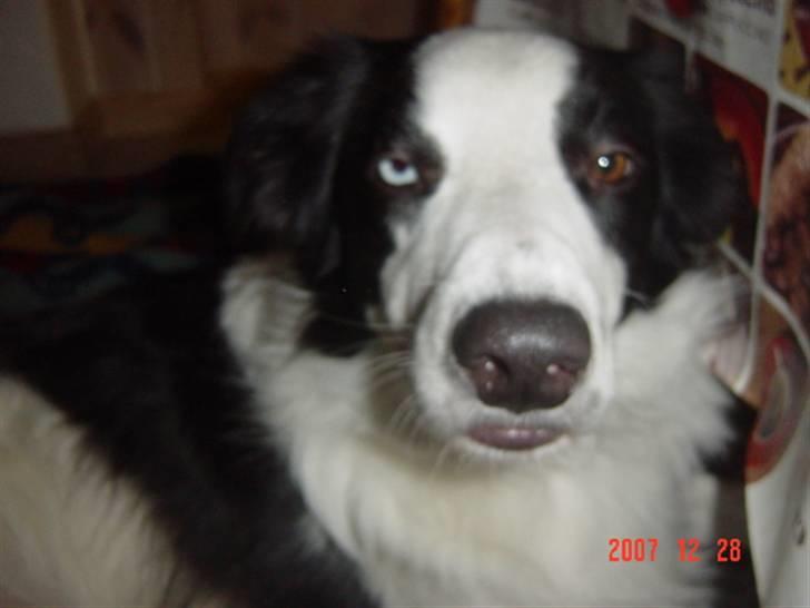 Border collie chigo billede 4