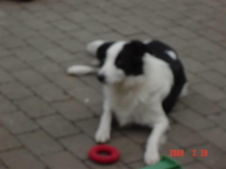 Border collie chigo billede 5