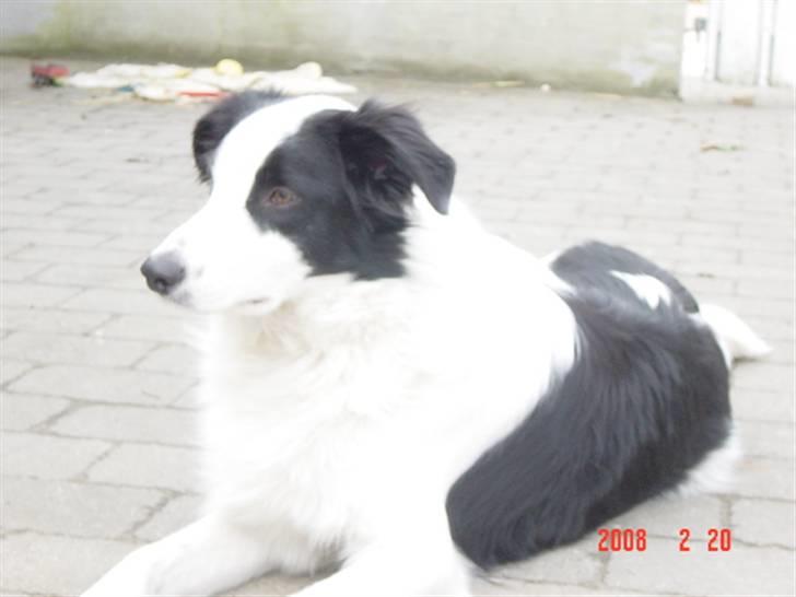 Border collie chigo billede 8