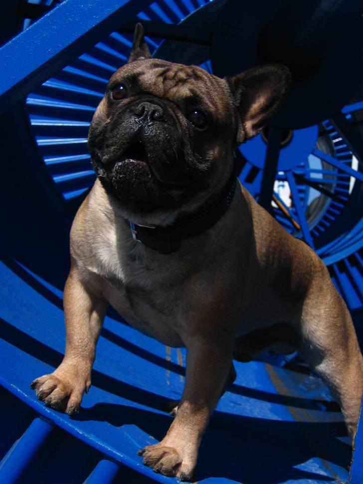 Fransk bulldog - DEGA - - Med mor på arbejde.  billede 2