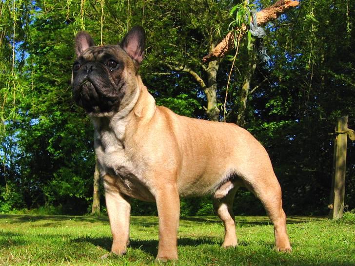 Fransk bulldog - DEGA - - Hvad var det jeg hørte. billede 3