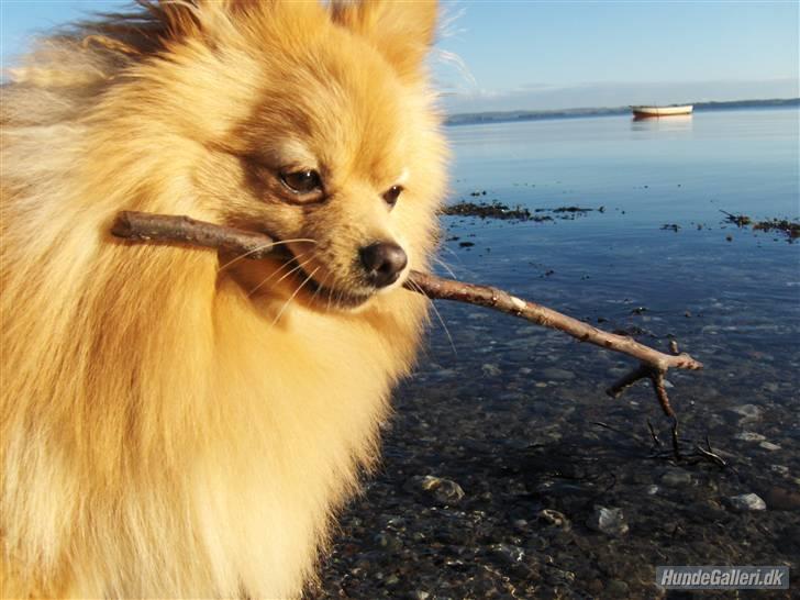 Pomeranian Svendsen - Egå Strand billede 1