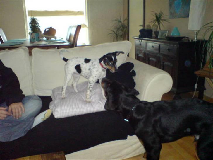 Rottweiler Cæsar - Min bedste ven og træningsbuddy Freja(Dansk svensk gårdhund) billede 12