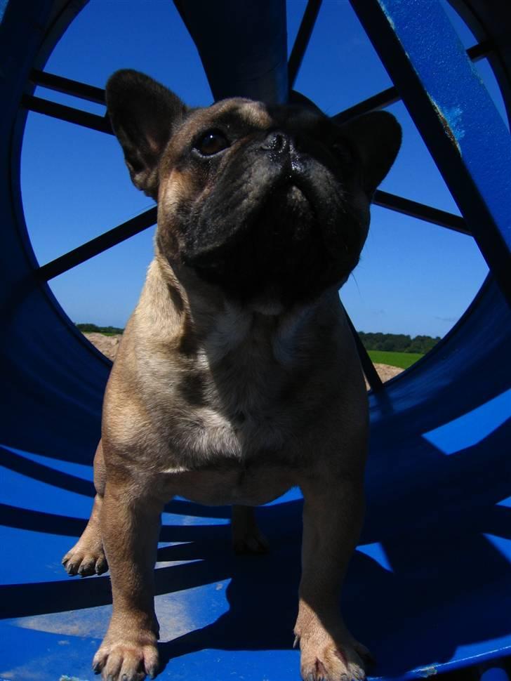 Fransk bulldog - DEGA - - Se moooor hvad jeg har fundet billede 4