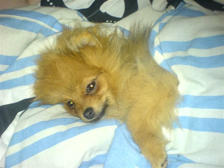 Pomeranian Kiko billede 7