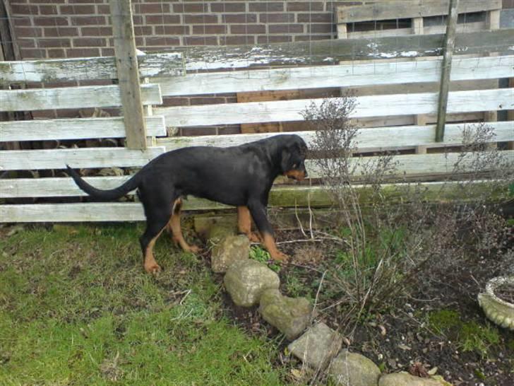 Rottweiler Cæsar - Jeg går tit i bedene :-) billede 13