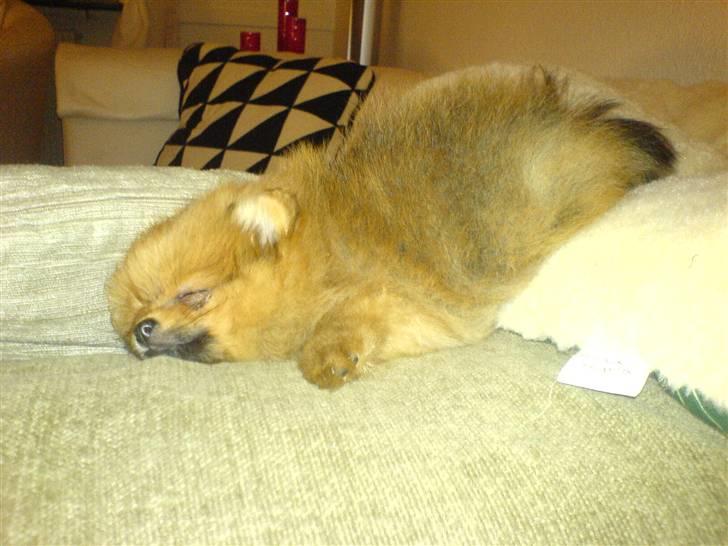 Pomeranian Kiko billede 8