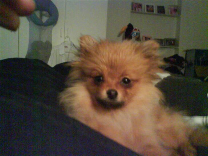 Pomeranian Kiko billede 9