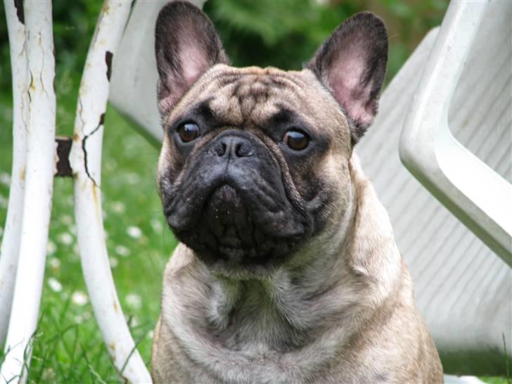 Fransk bulldog - DEGA - - Sidder lige og kigger i haven billede 5