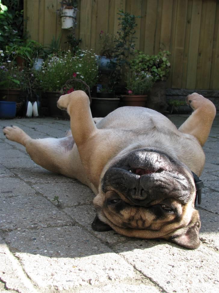 Fransk bulldog - DEGA - - Flader ud hos Mormor. billede 6