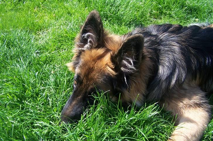 Schæferhund Bastian R.I.P - Bassen hygger sig i det lange græs en sommerdag 2007 billede 1