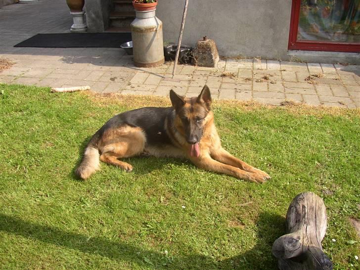 Schæferhund Chivas, RIP billede 2