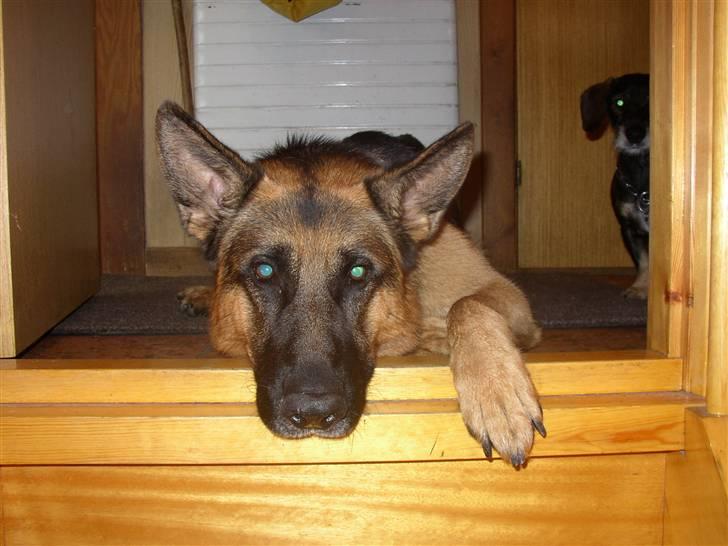 Schæferhund Chivas, RIP billede 3