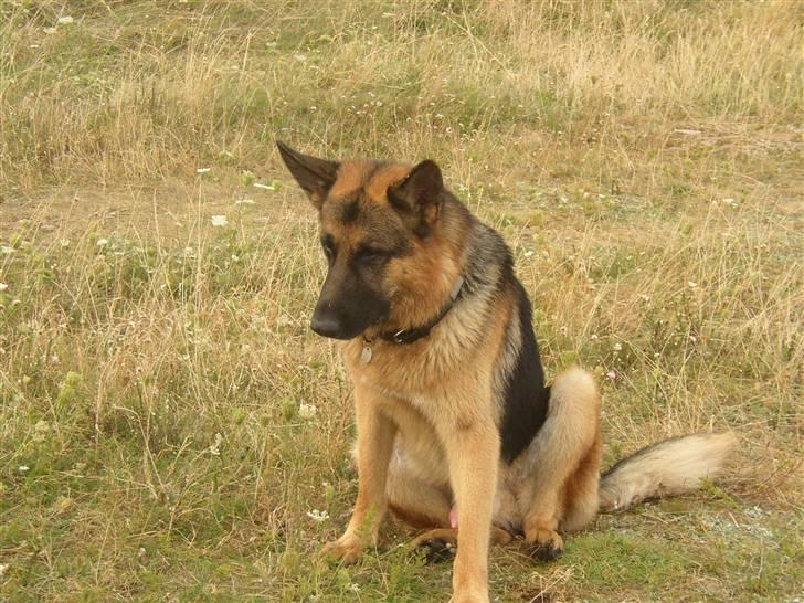 Schæferhund Chivas, RIP billede 5