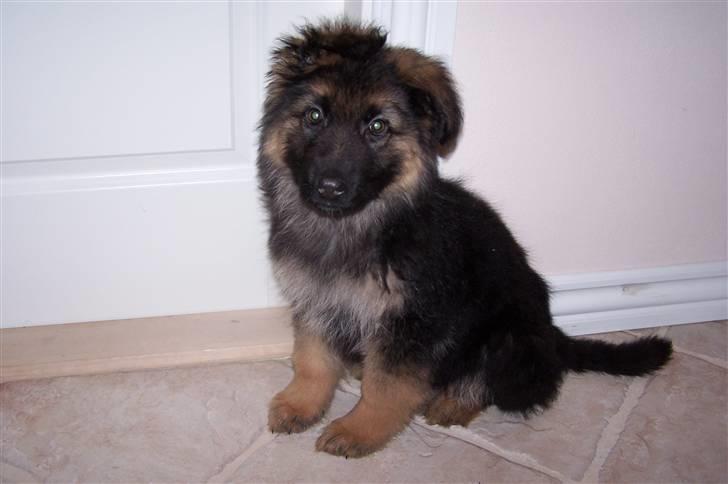 Schæferhund Bastian R.I.P billede 2