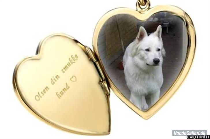 Hvid schæfer olsen billede 19