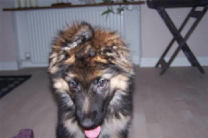 Schæferhund Bastian R.I.P billede 3