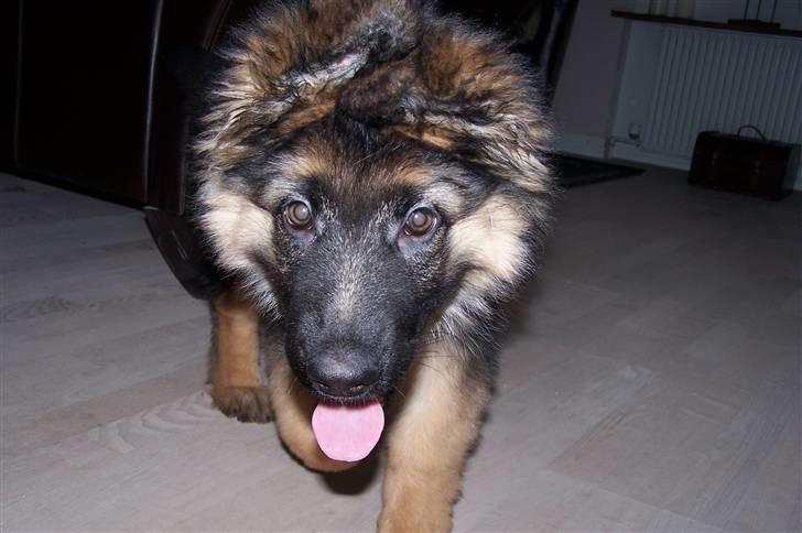 Schæferhund Bastian R.I.P billede 4