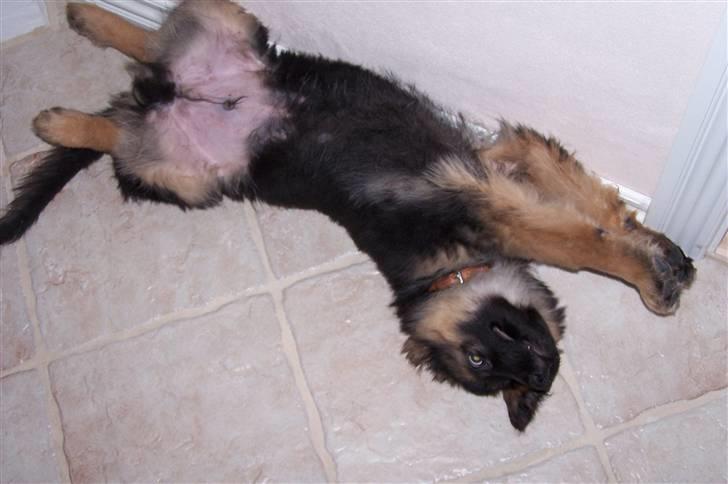 Schæferhund Bastian R.I.P billede 5