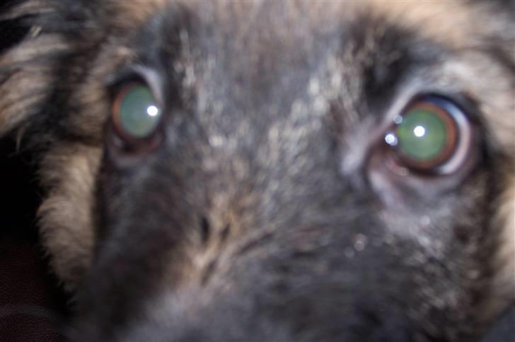 Schæferhund Bastian R.I.P billede 6