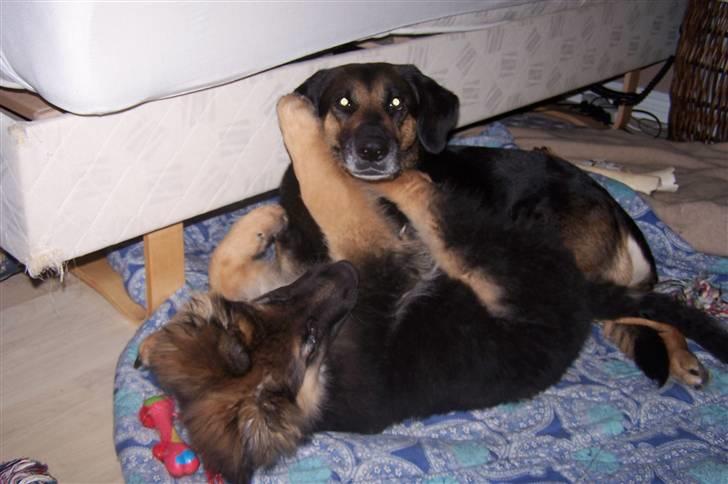 Schæferhund Bastian R.I.P billede 7