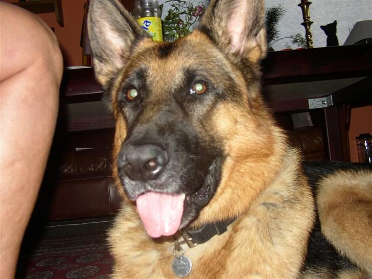 Schæferhund Chivas, RIP billede 6