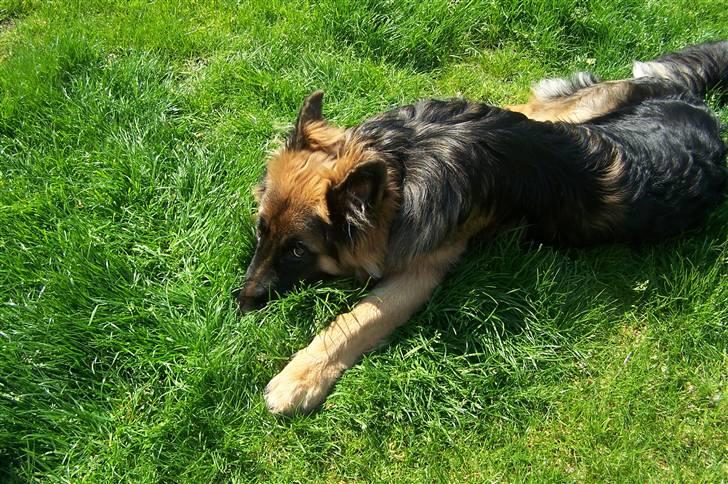 Schæferhund Bastian R.I.P billede 8