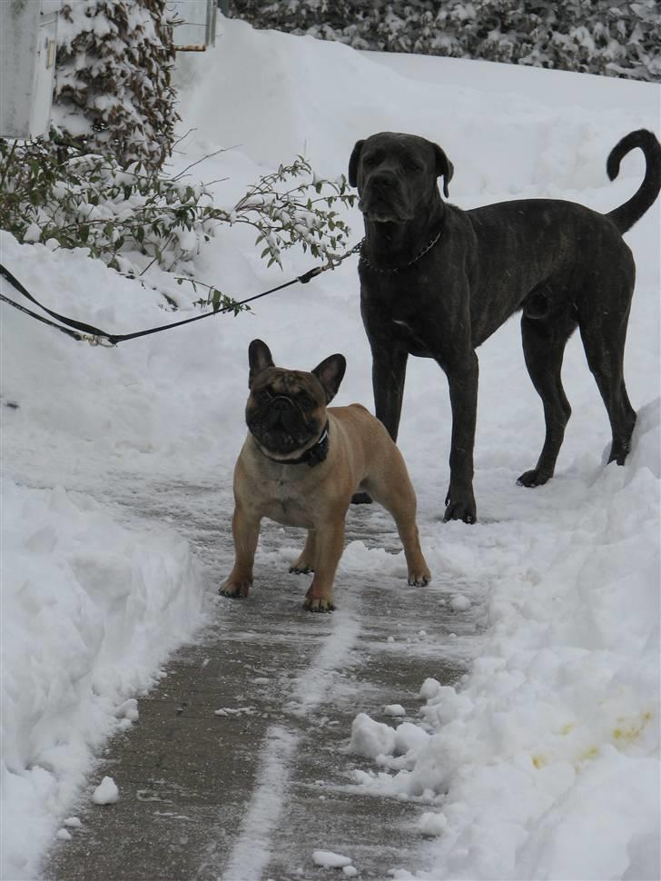 Fransk bulldog - DEGA - - I sneen med min storebror Diablo billede 7
