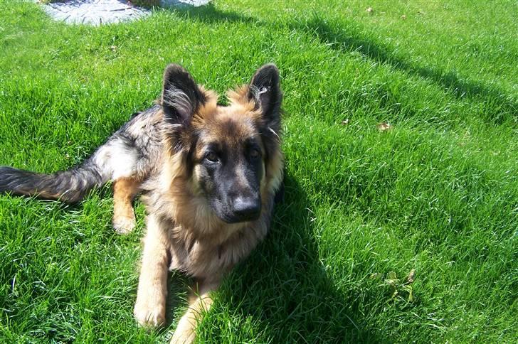 Schæferhund Bastian R.I.P billede 9