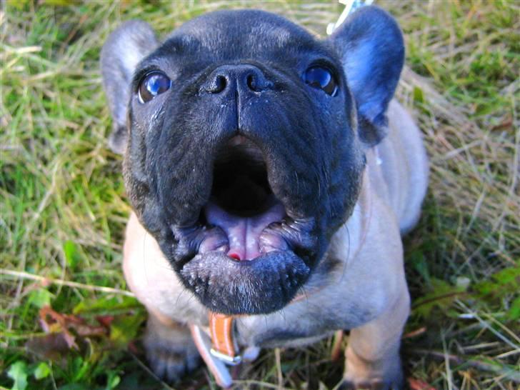 Fransk bulldog - DEGA - - VOV... billede 8