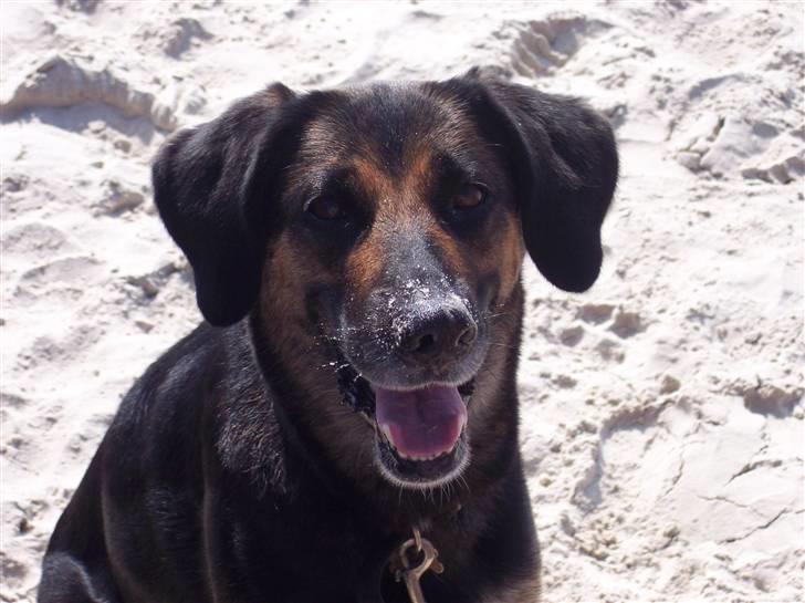 Blanding af racer Bella billede 1