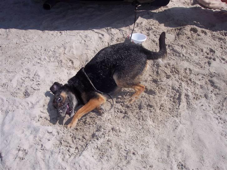 Blanding af racer Bella - Elsker altså bare en dejlig tur til stranden billede 2