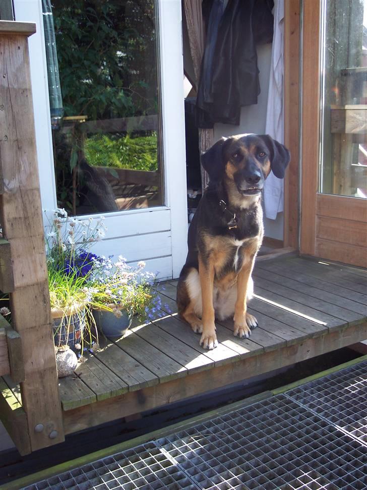 Blanding af racer Bella billede 3