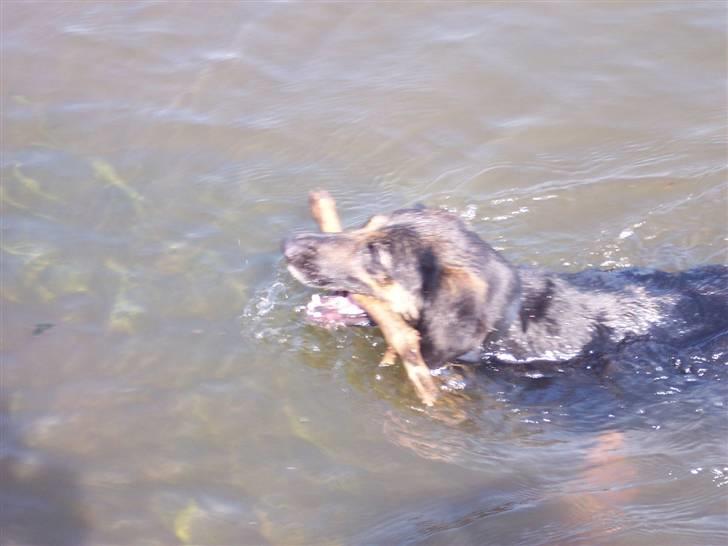 Blanding af racer Bella - Bader i varde å- der er ikke noget man bliver ren af hehe, men sjovt det var det. billede 4